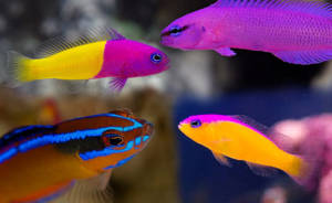 10 melhores peixes para aquário pequeno ou aquário nano (e a saga de um pai  aquarista) - Kauar